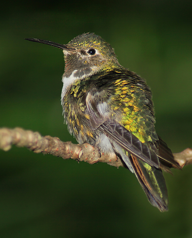 Hummingbird 1   P O'Malley
